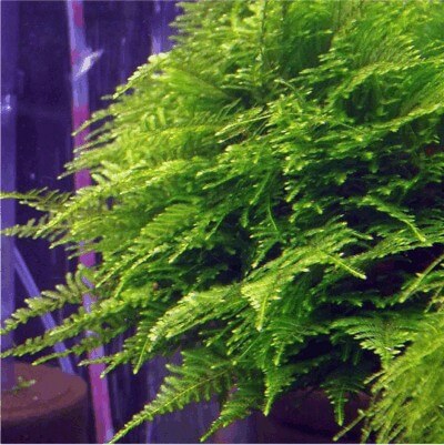 Taiwan Moss Taxiphyllum Alternans