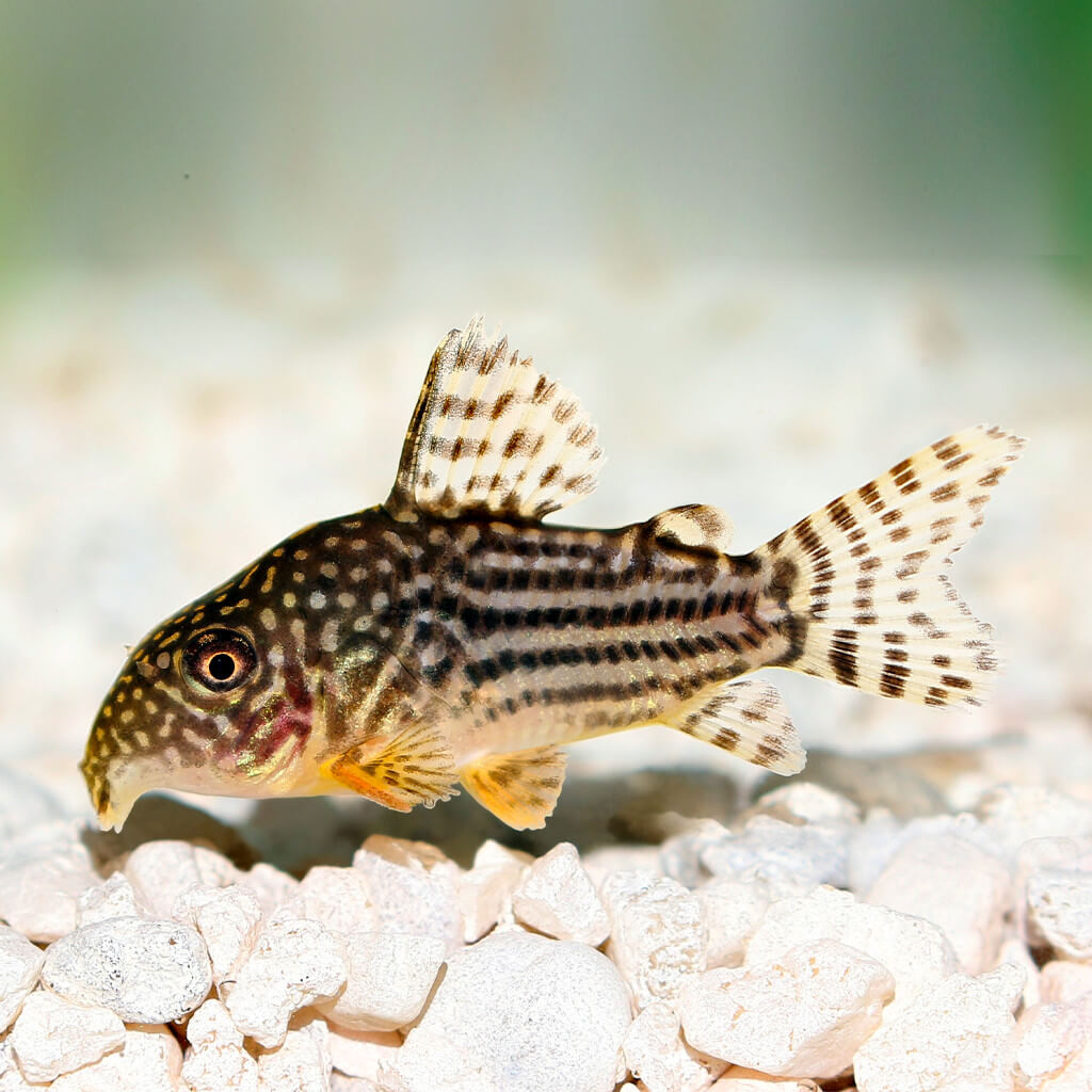 Corydoras Sterbai Elevage Aquaplante