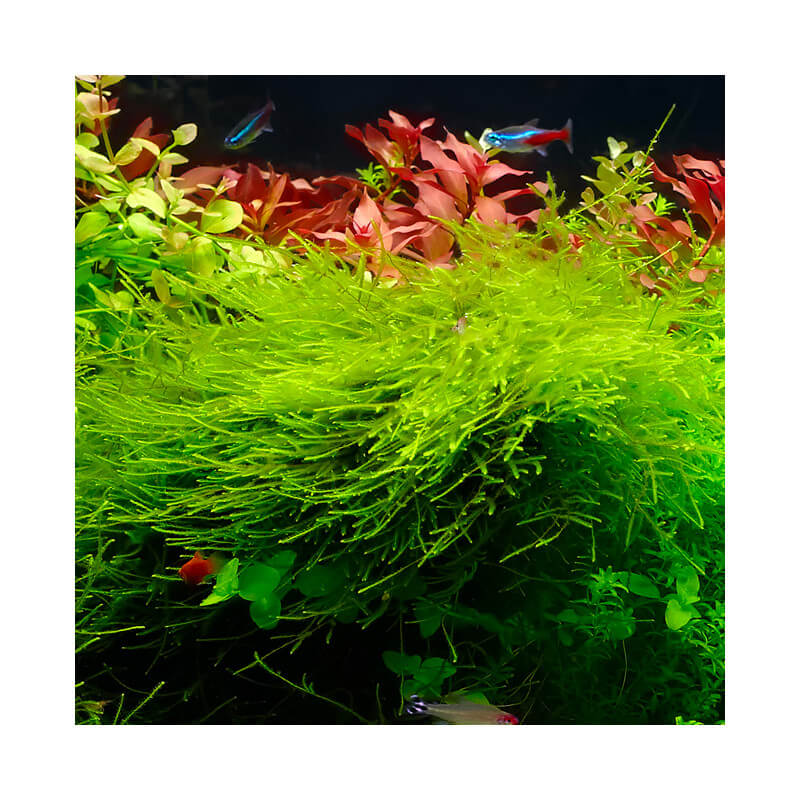 Taxiphyllum barbieri in vitro plante mousse aquarium mousse java