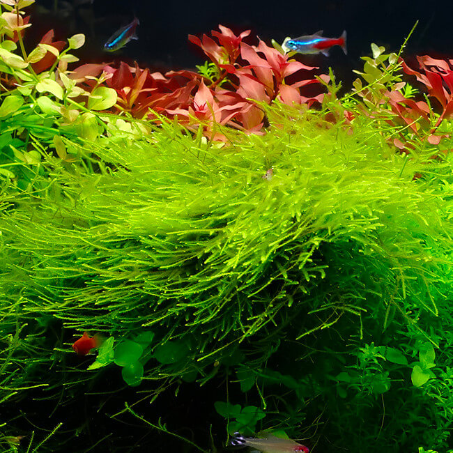 MOUSSE DE JAVA - Plante aquarium EUR 5,99 - PicClick FR