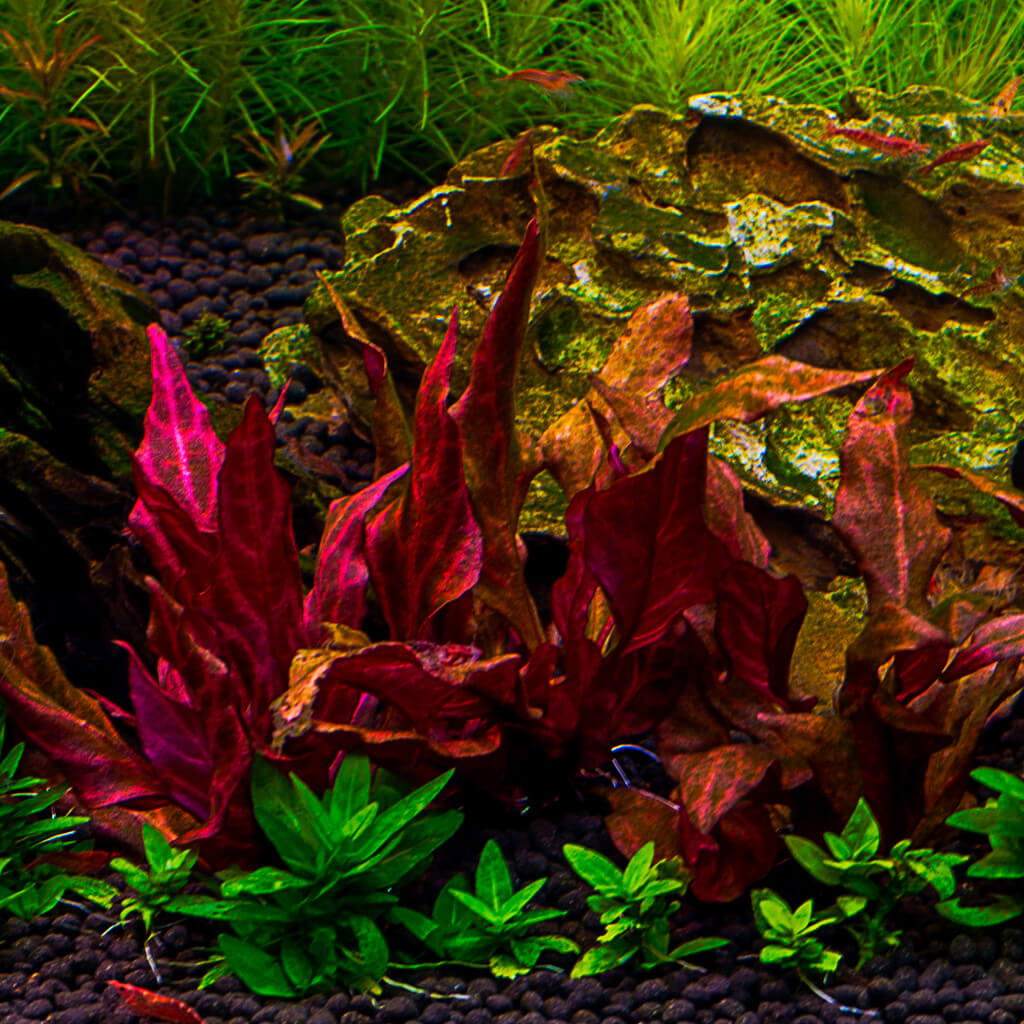 Ludwigia repens 'Rubin' plante aquarium rouge facile aquadesigner