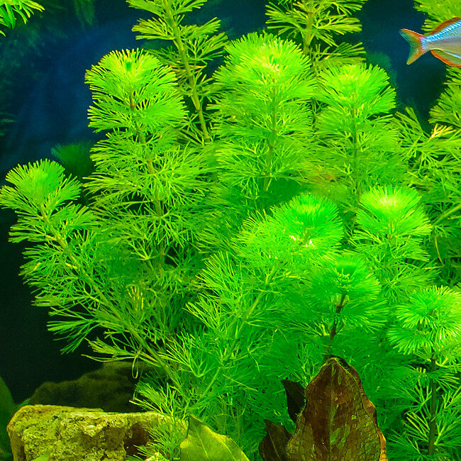 Plante Cabomba Aquatica PREMIUM pour aquarium eau douce - 6.95€