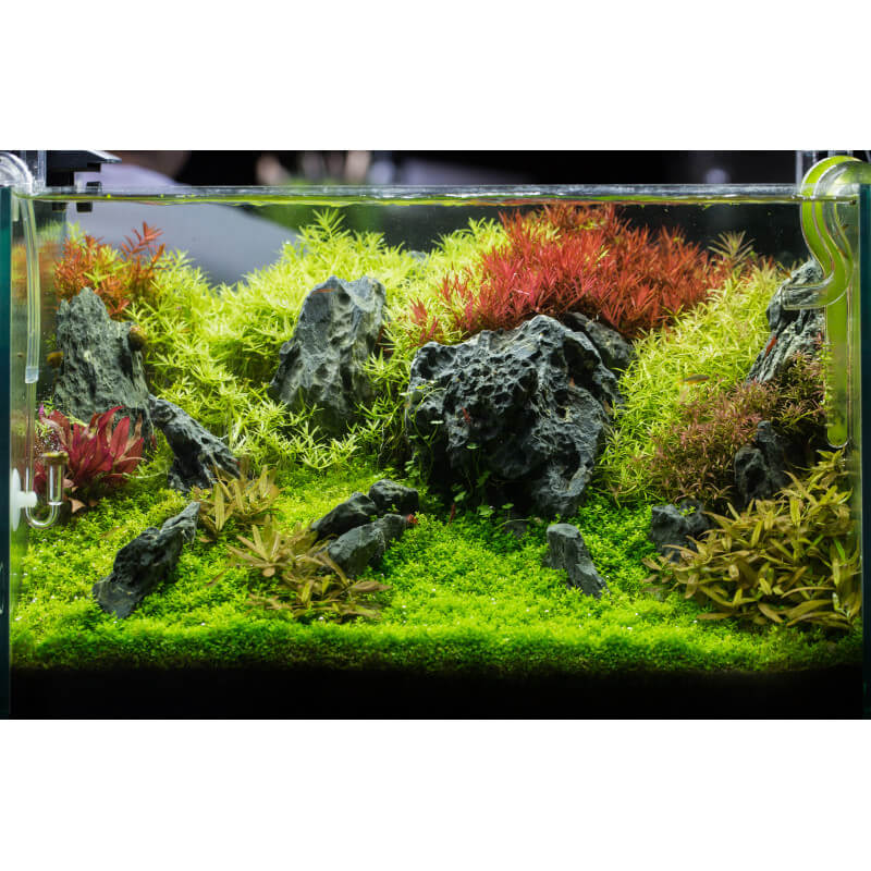 Colle liquide PlantFix pour les plantes d'aquarium DUPLA