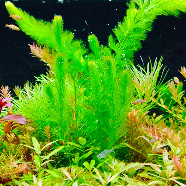 Décoration de plantes d'aquarium, 9 plantes d'aquarium artificielles,  plantes en