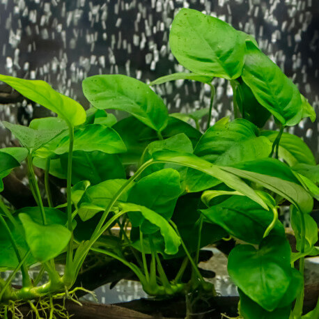 Plantes aquatiques vivantes pour aquarium, plantes d'eau douce Anubias  barteri