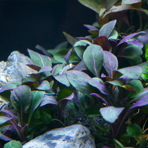 Hemigrammus erythrozonus M-L - Néon Rose (Elevage Européen) - Aquaplante