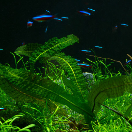 400 Plantes d'aquarium plus engrais plus conditionneur, fr