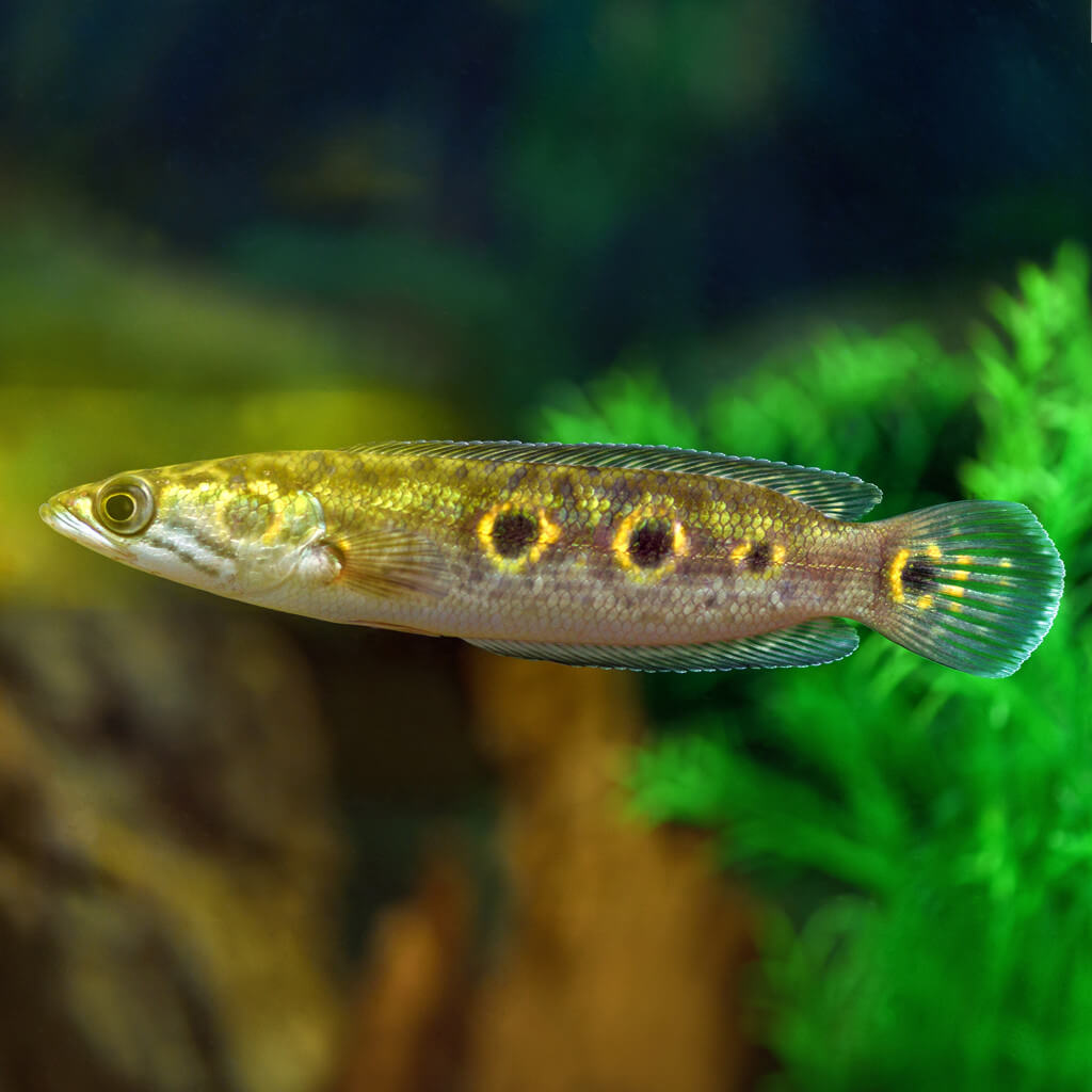 Top 10 des poissons d'eau douce à élever en aquarium