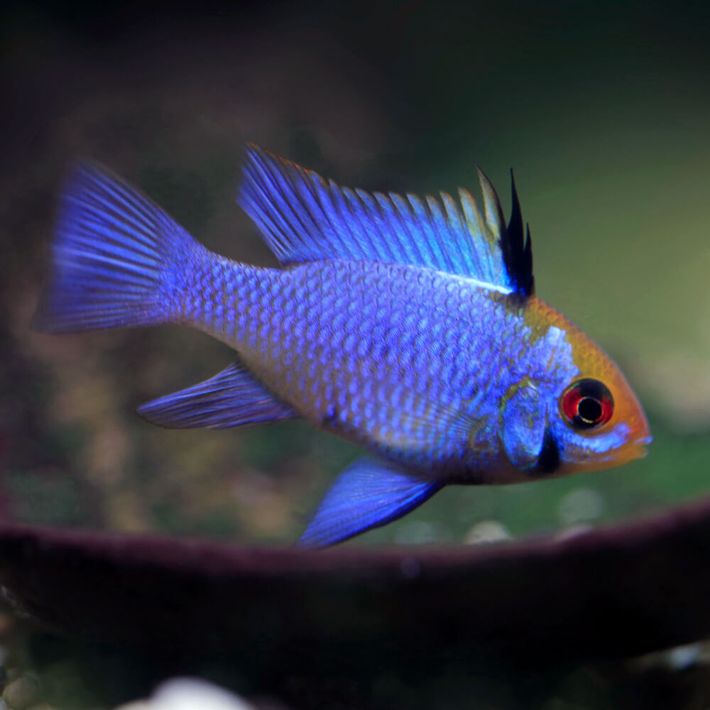 Mikrogeophagus ramirezi Blue Electric L-XL PAIR - Elevage Européen -  Aquaplante