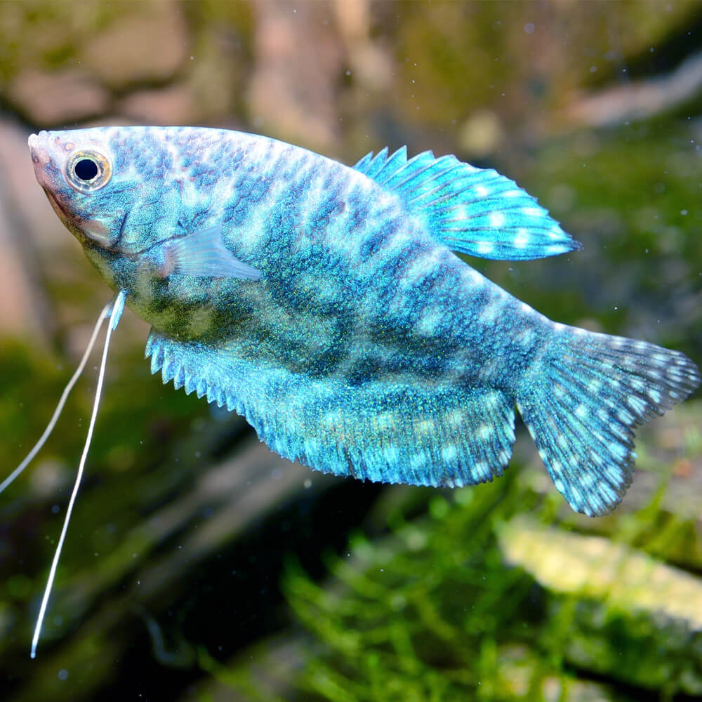 gourami cosby