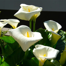 Calla palustris - Arum des marécages POT DE 9cm