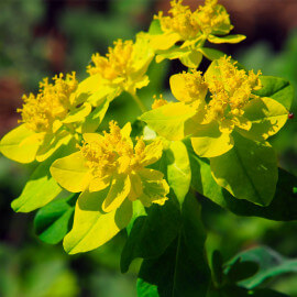 Euphorbia palustris - Euphorbe des marais POT DE 9cm