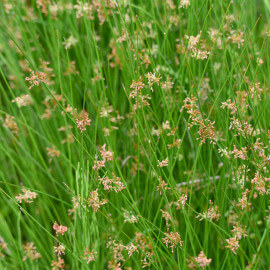 Juncus effusus POT DE 9cm