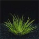 Acorus Gramineus Pusillus - Plante d'aquaterrarium ou paludarium
