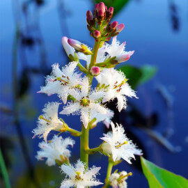 Menyanthes trifoliata - Trèfle d'eau POT DE 9cm