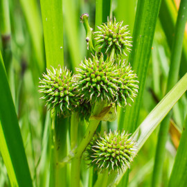 Sparganium erectum - Rubannier POT DE 9cm