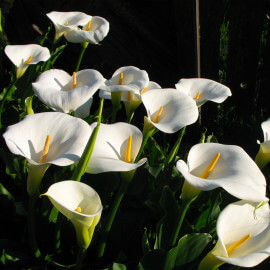 Zantedeschia aethiopica - Arum d'Éthiopie POT DE 9cm