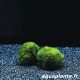 Cladophora - Plante filtrante pour aquarium et bassin