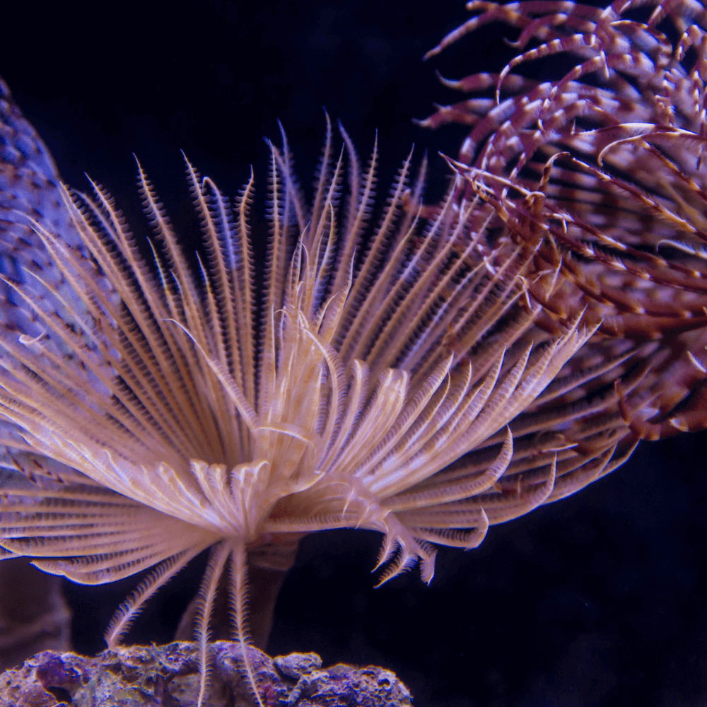 Gravier de corail pour filtre aquarium ou réacteur à calcaire.