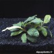 Anubias Coffeefolia - Plante d'aquarium robuste