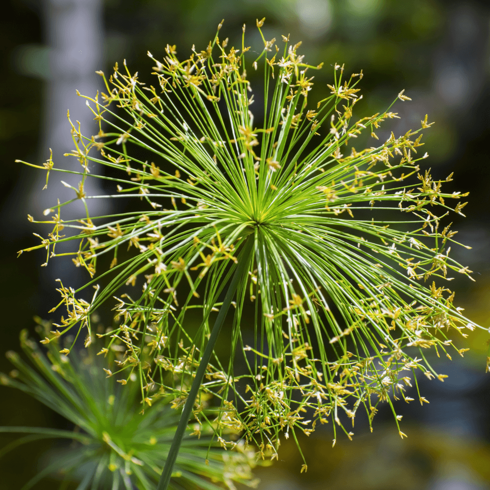 Plante de Bassin - Cyperus haspan 