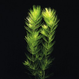 Ceratophyllum Demersum - plante aquatique oxygènante