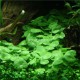 Hydrocotyle Verticillata - plante gazonnante pour aquarium