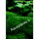 Hydrocotyle Verticillata - plante gazonnante pour aquarium