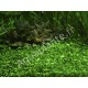 Marsilea Hirsuta In Vitro - Plante d'aquarium gazonnante