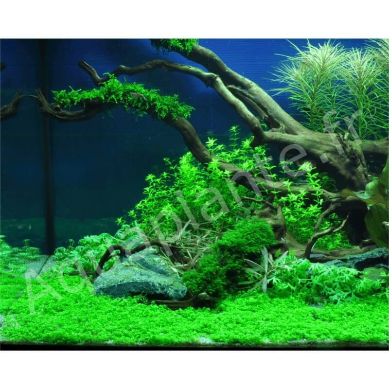 Plantes d'aquarium faciles pour les débutants - CO2Art.eu