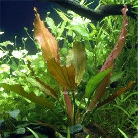 Echinodorus Rosé Pied Mère - Plante d'aquarium facile XXL