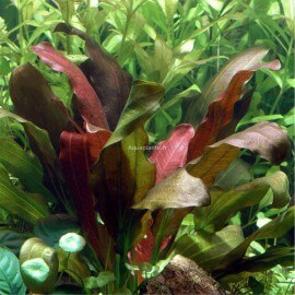 Echinodorus X Barthii Pied Mère - Plante d'aquarium facile XXL