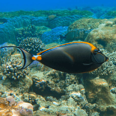 Naso elegans -  Licorne à épine orange M-L