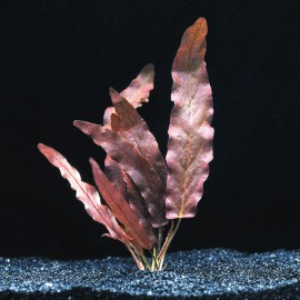 Barclaya Longifolia Rouge - Plante colorée pour aquarium