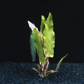 Barclaya Longifolia - Plante facile pour aquarium