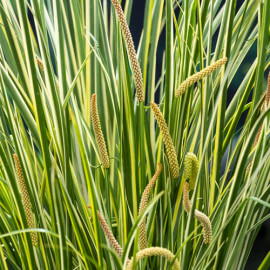 Acorus calamus Gramineus POT DE 9cm