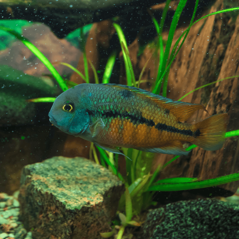 Acheter Aquarium artificiel lumineux poissons tropicaux Silicone brillant  décor d'aquarium