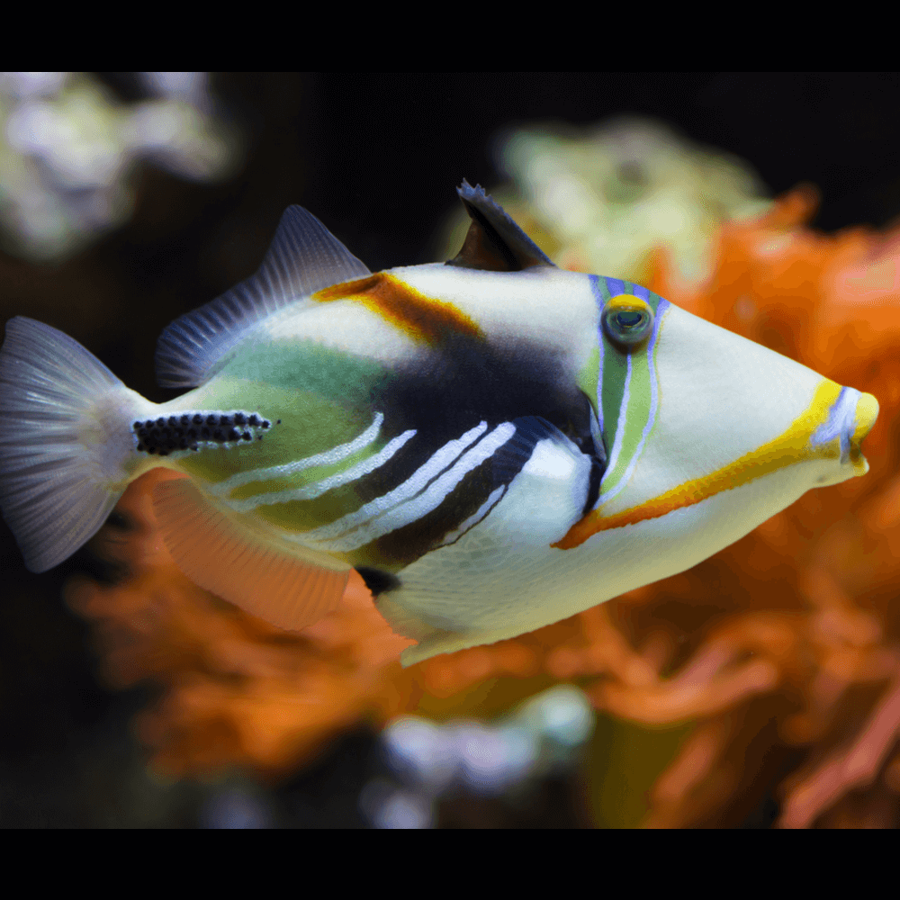 Pierre à trous pour cichlidés et récifal - décoration pour aquarium