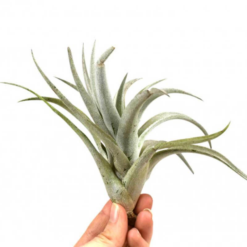 Tillandsia mix vert avec coquillage 10 cm : Tillandsias AUTRES