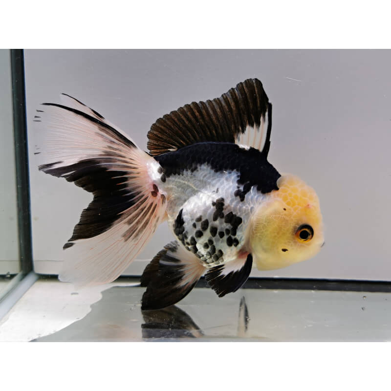 Poisson japonais 46cm Oranda tête de lion mix