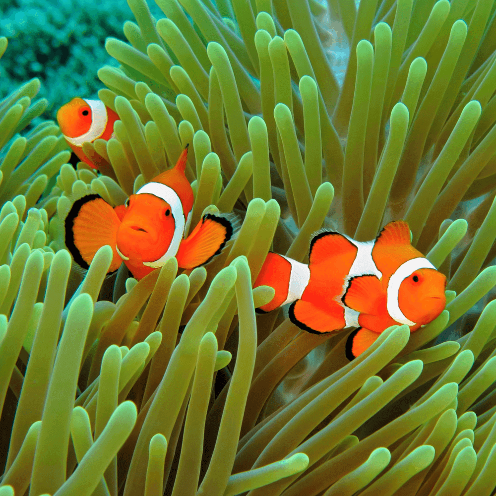 Le poisson clown à trois bandes