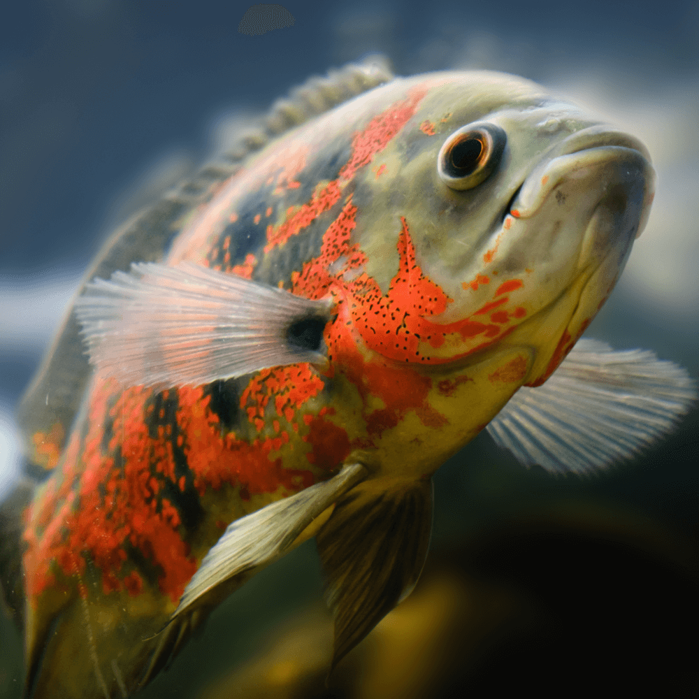 Osteoglossum bicirrhosum - Arowana argenté (Elevage) small - Aquaplante