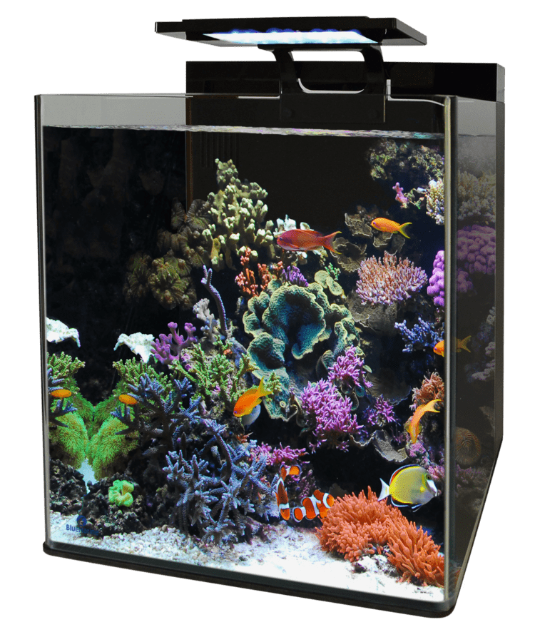 Entretien - Nettoyage d'un aquarium récifal (Marin ou eau de mer) 
