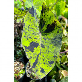 Colocasia mojito - POT DE 18cm