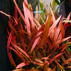 cryptocoryne pink panther - Plante colorée pour aquarium