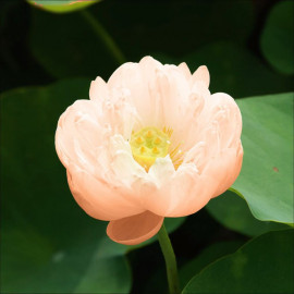 Nelumbo pygmaea cream POT DE 3L - Nénuphar Lotus Nain Crème Plante de bassin