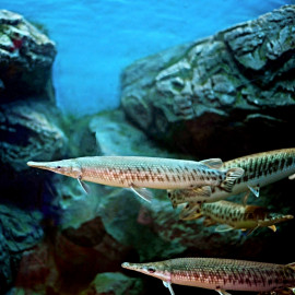 Xenentodon cancila -poisson-à-lame 10-15cm