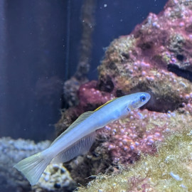 Ptereleotris microlepis