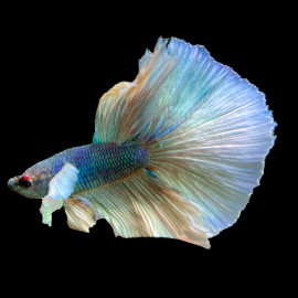 Betta mâle Halfmoon N°12