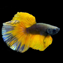 Betta mâle Halfmoon Selection HQ N°9